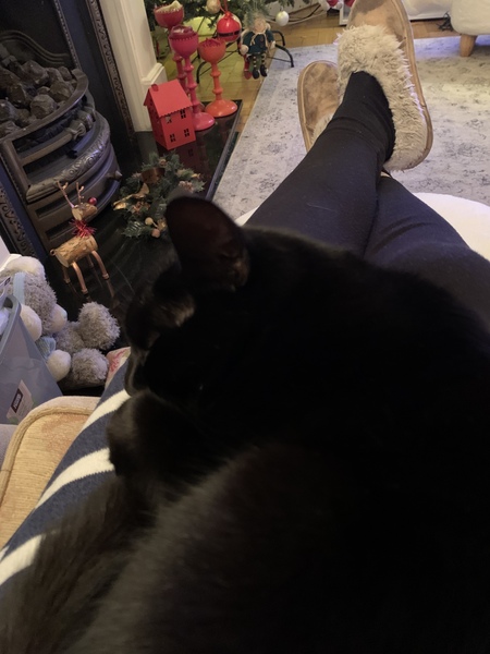 Is there anything better than adopted cat love?