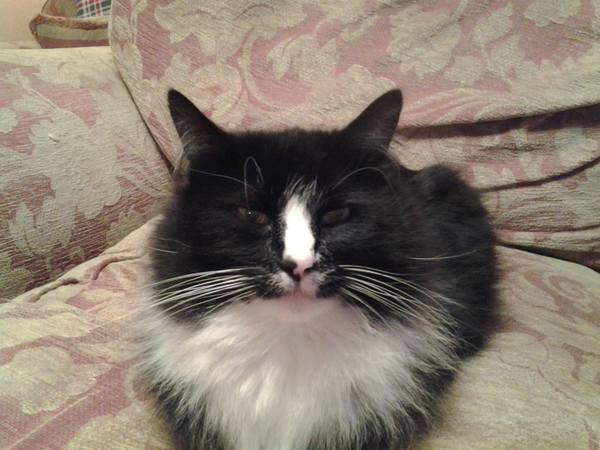 My cat is an arsehole