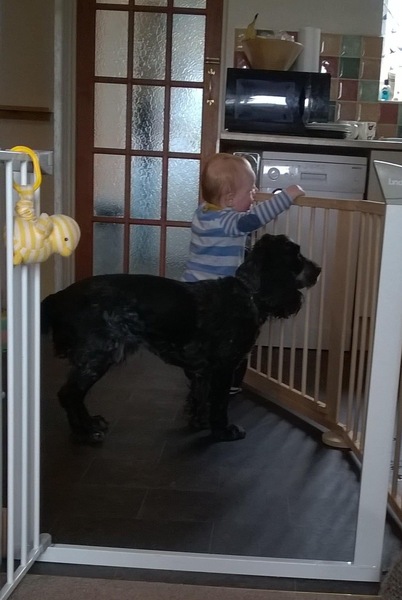 Can't cope with dogs now baby is here