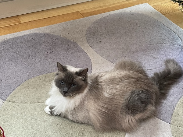 Is there anything better than adopted cat love?