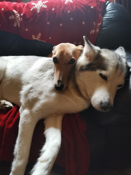 Such happy! My dog and cat are both cuddling me