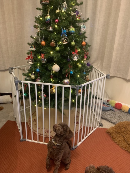 How to stop puppy eating tree?!