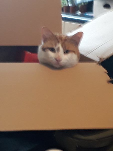 My cat is an arsehole