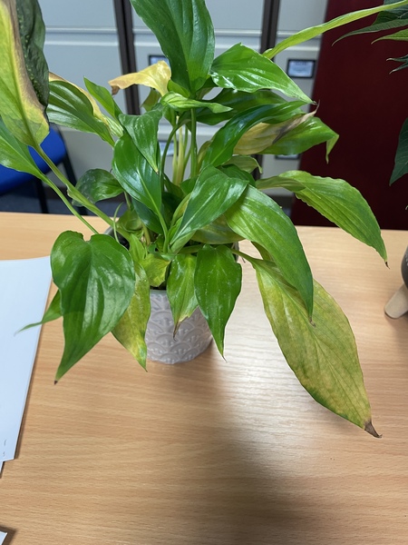 Plant ID?