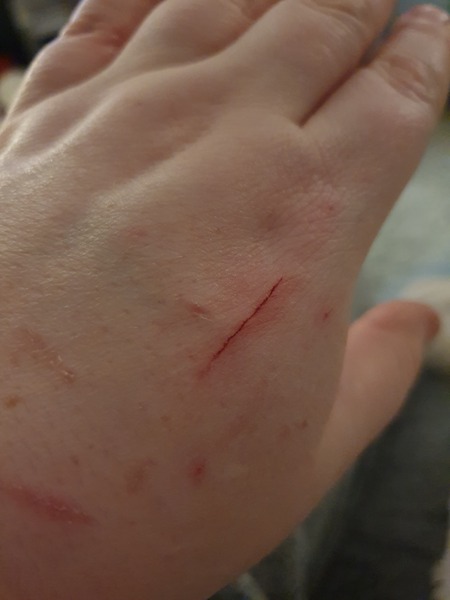 New kittens and needing advice! (Yes, there's a picture!)