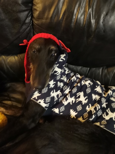 Christmas jumpers for dogs