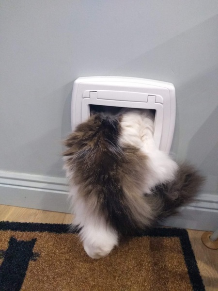 My home needs a cat - cat flap logistics