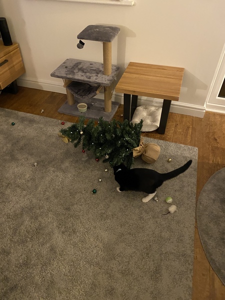 Good food for kitten