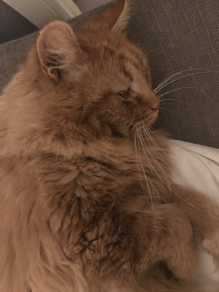 Chez Ollie - Free head boops for everyone