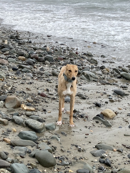 Is it normal for dogs fur to change colour/shade?