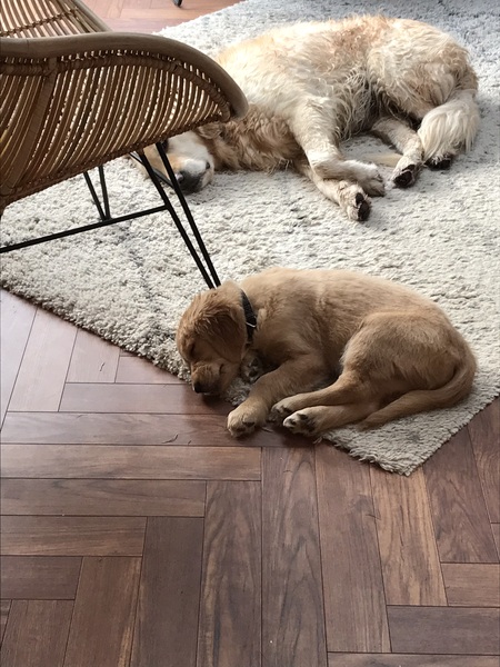 11 week old puppy . Any advice on nighttime ?