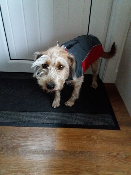 To think dogs don't need clothes