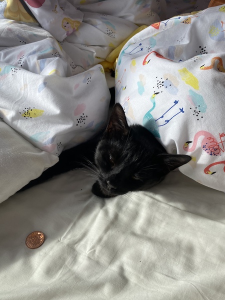 Talk to me re black cats…