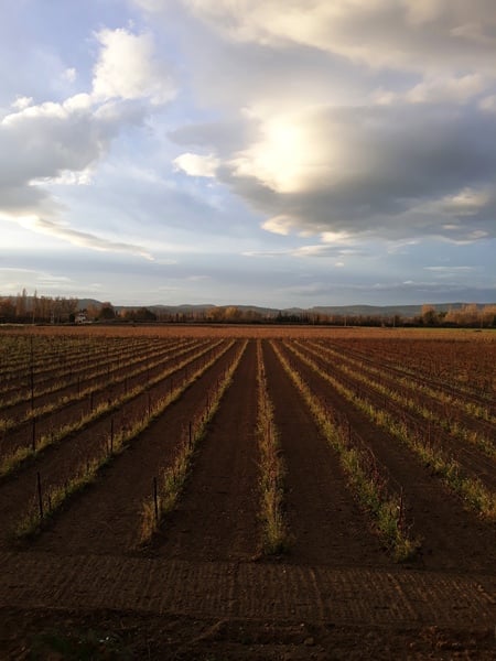 Brexit mega thread part 4 : non goady thread : Christmas edition