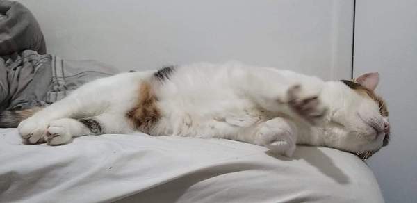 Please share with me!! Pics of your cats and their funniest little quirks!