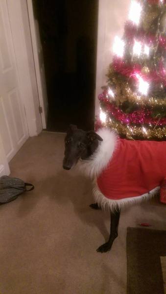 To think dogs don't need clothes