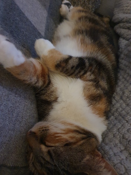 To wonder what your cat/s is called