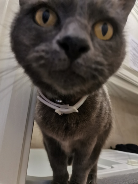 New kitten