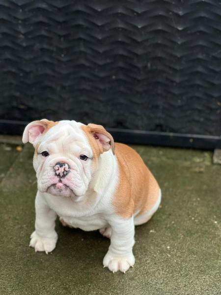 Puppy survival thread. Nov. Read this and buy a hamster instead