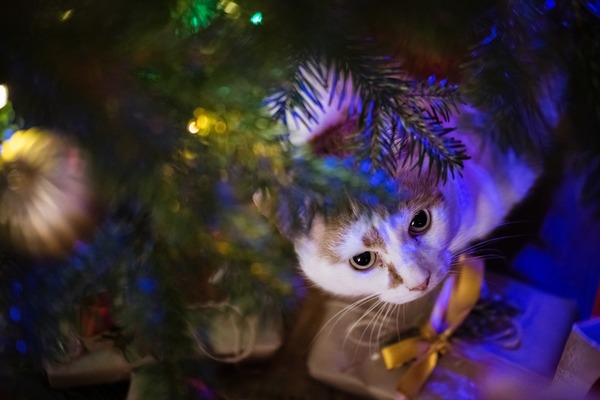 Anyone travelling with cats this Christmas?