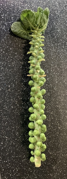 What's your Daily Announcement going to be?