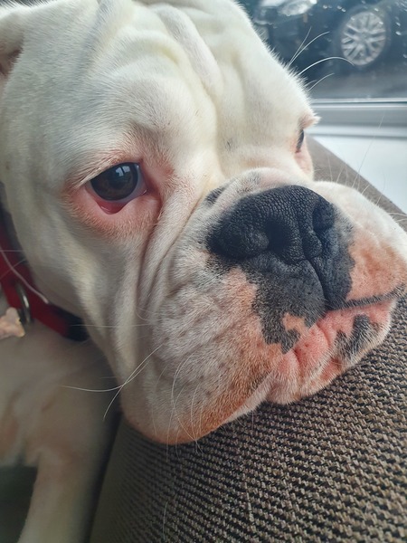 How to keep puppy calm after spay?