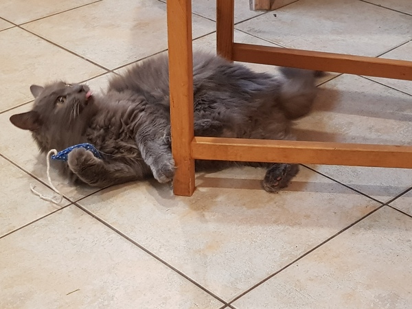 Chez Ollie - Free head boops for everyone