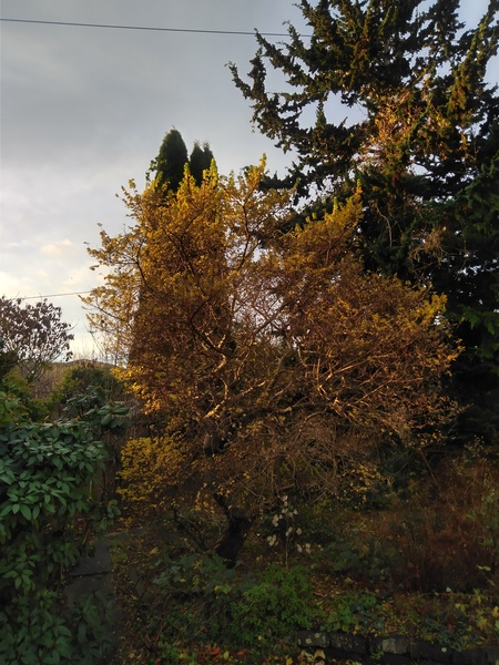Tree, tree, what might you be?