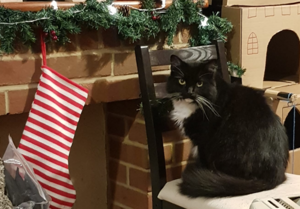 Is there anything better than adopted cat love?