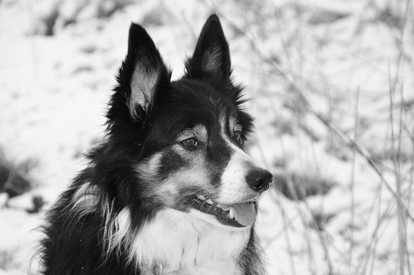 Looking to buy a puppy after Xmas. Never done it before. Where do you start looking?