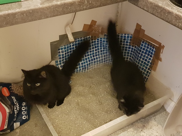 how often between complete litter tray changes?