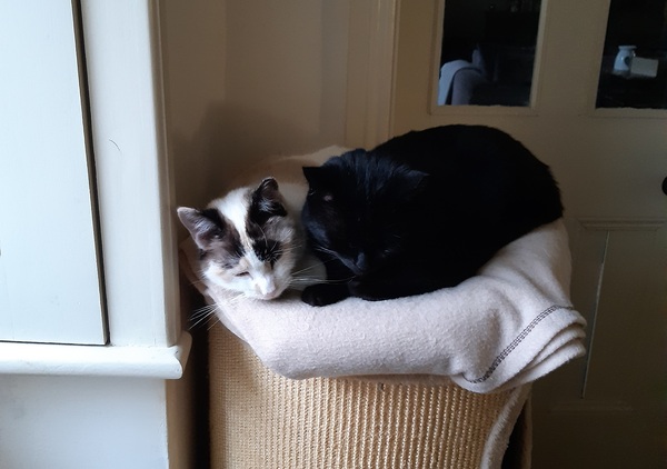 Do cats get lonely?