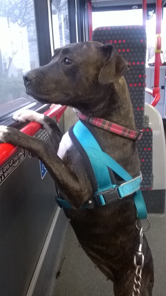 Very strong Staffie cross - behavioural issues