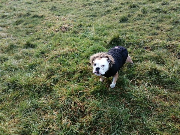 Posh dog breeds (just for fun!)