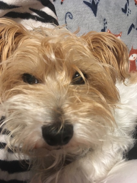 Looking to buy a puppy after Xmas. Never done it before. Where do you start looking?