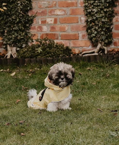 To think dogs don't need clothes