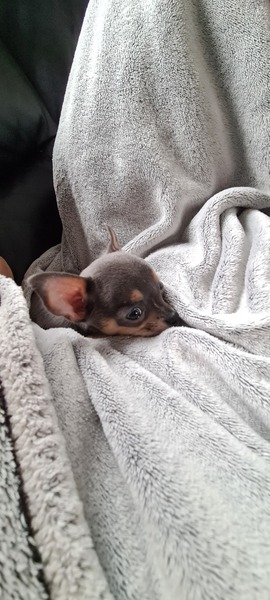 Can I show you my wonderful puppy?