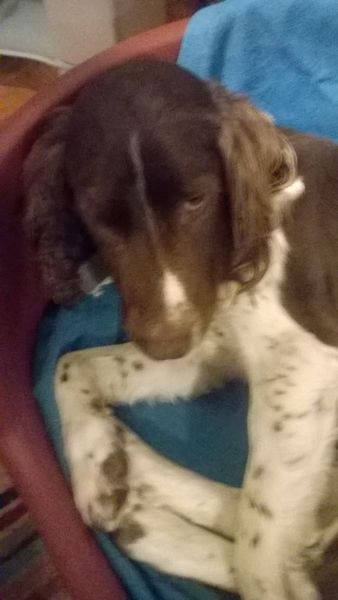 Do you have a Springer? Tell me about them (and adolescence!)