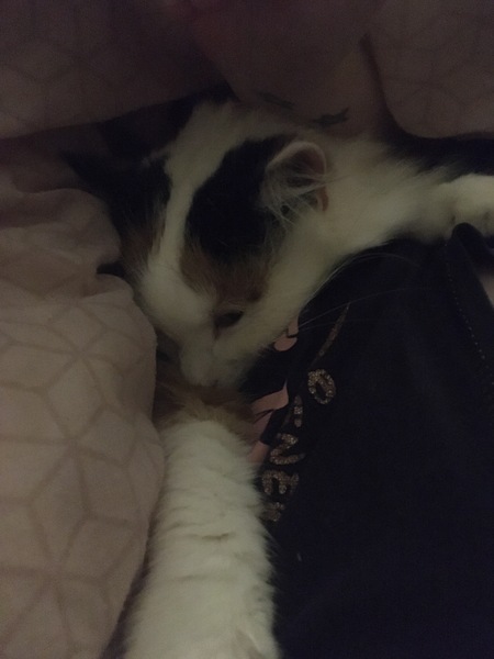 I think I love my cat just a little too much...