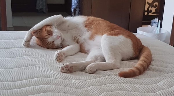 Does anyone else have a cat who fails at being a cat?