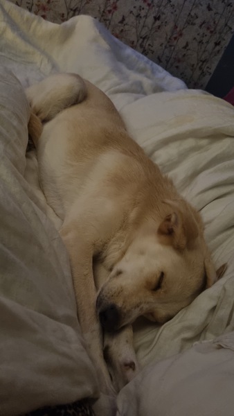 Anyone ever wonder what their rescue pets life was like before?