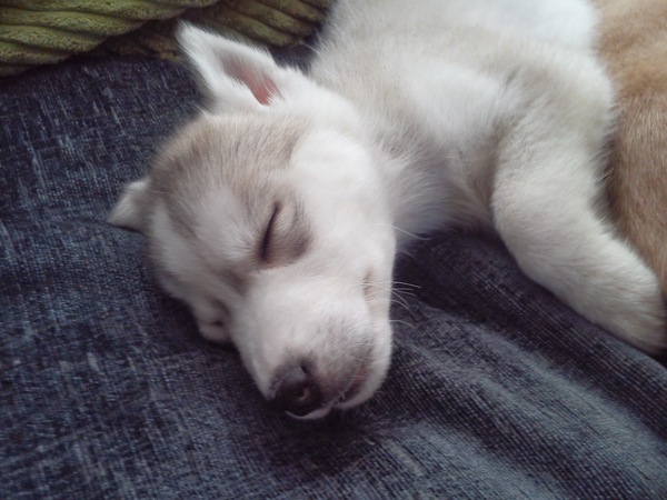 To be thinking of getting a puppy this close to Christmas?