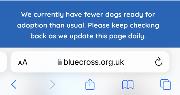 And now the good news -Fewer dogs than usual need rehoming