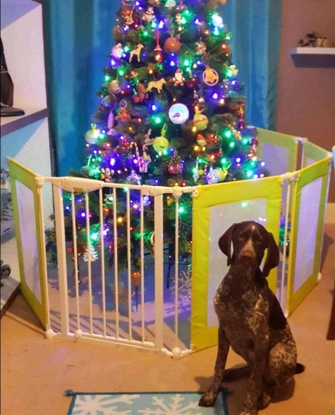 How to stop puppy eating tree?!