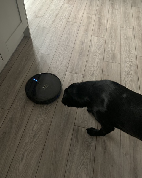 Puppy survival thread. Nov. Read this and buy a hamster instead