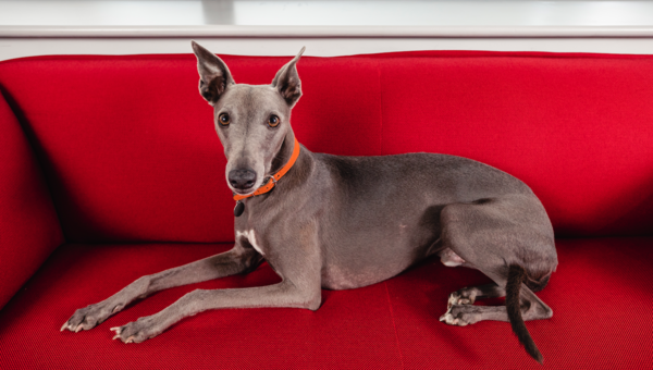 Posh dog breeds (just for fun!)