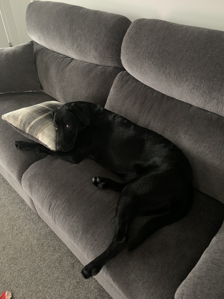 What's the right dog for us?