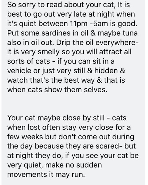 My cat is missing and I'm devastated