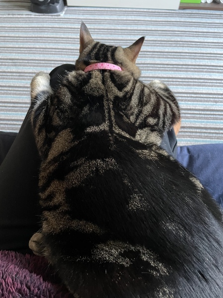 Chez Ollie - Free head boops for everyone