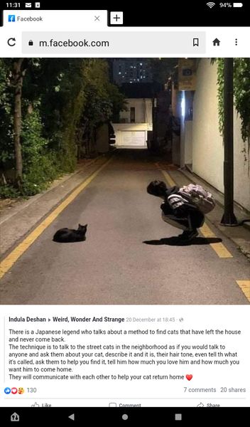 Lost cat - what to do next